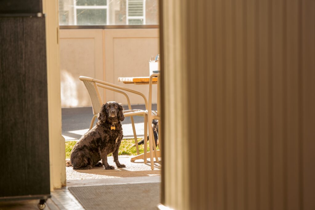 dog friendly cafe in preston
